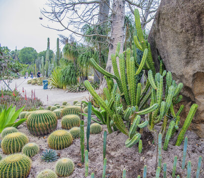 植物园巨石旁仙人掌仙人球