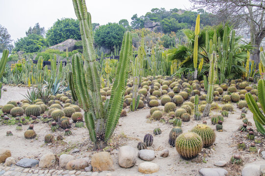 植物园仙人掌仙人球与山峰