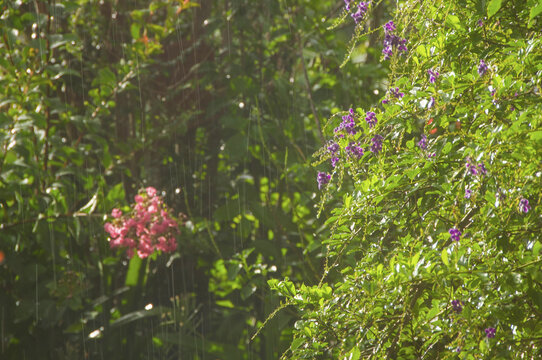 雨中花枝