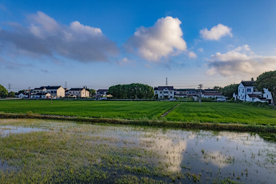 苏州农村稻田