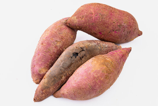 板栗薯