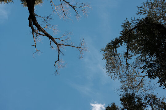 树和蓝天