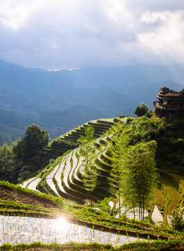 高山稻田