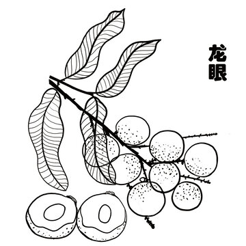 龍眼桂圓
