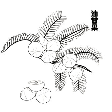 油甘果線稿