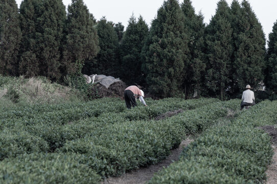 采茶生产老照片