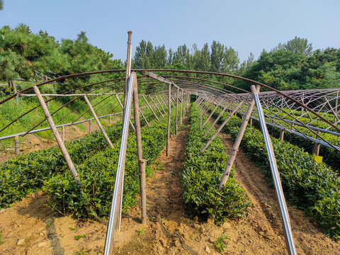 北方生态茶园