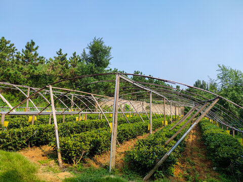 茶叶种植