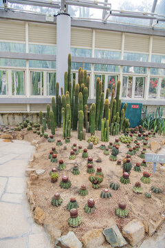 植物展览馆里仙人球和仙人掌