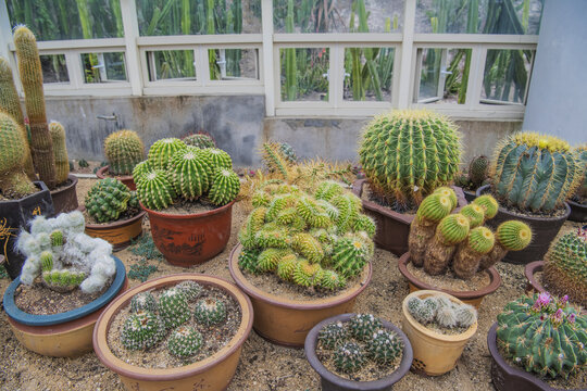 植物展览馆几盆盆栽仙人球