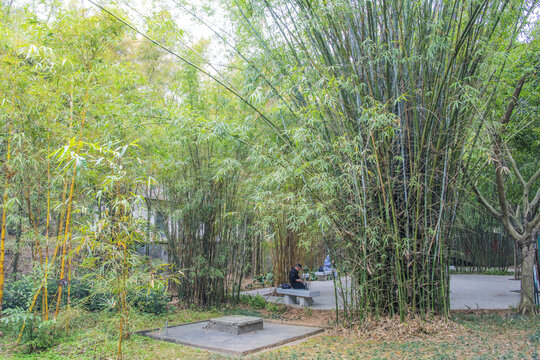 厦门园林植物园一片竹子林