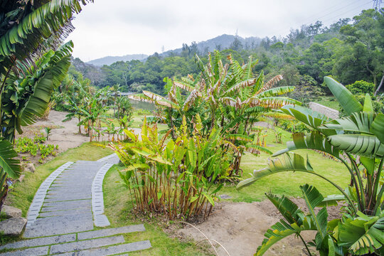 植物园姜目植物区树与石砖路