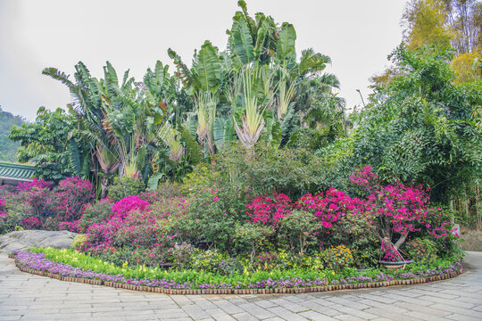 厦门园林植物园旅人蕉与花坛