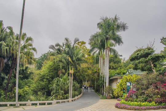 厦门植物园路树林大王椰子树