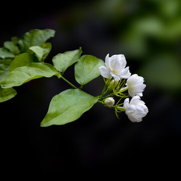 茉莉花