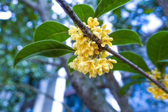 桂花