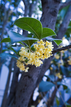 桂花