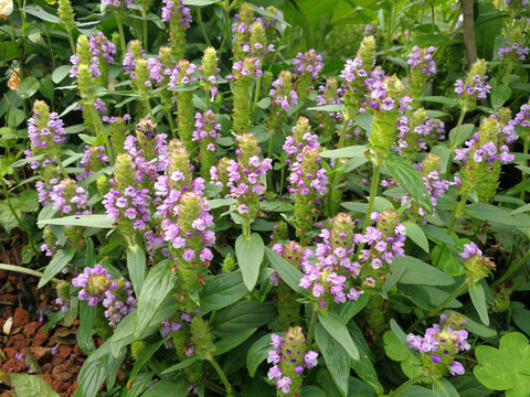 夏枯草