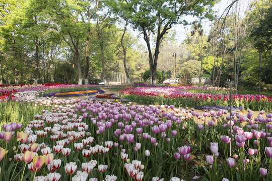 郁金香花园