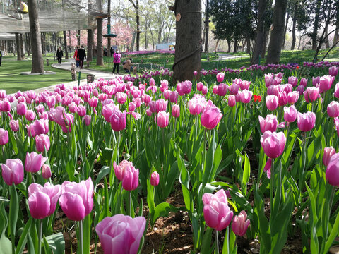 郁金香花园