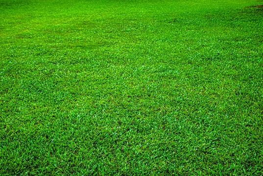 草坪绿植树木公园