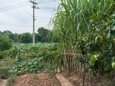 农村风光