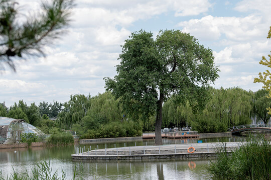 北京海淀公园湖边的大树