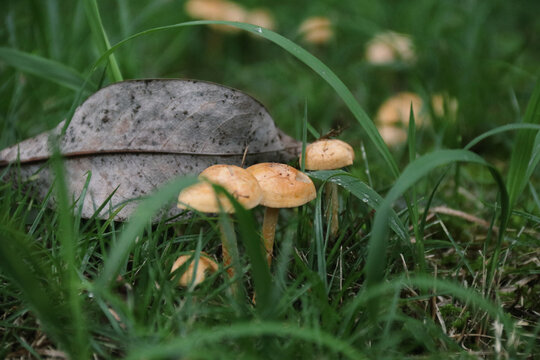 雨后的橙蘑菇