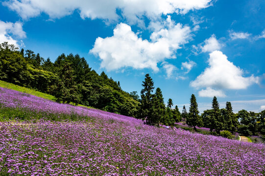 野山关花海