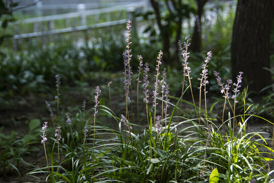 山麦冬小花草