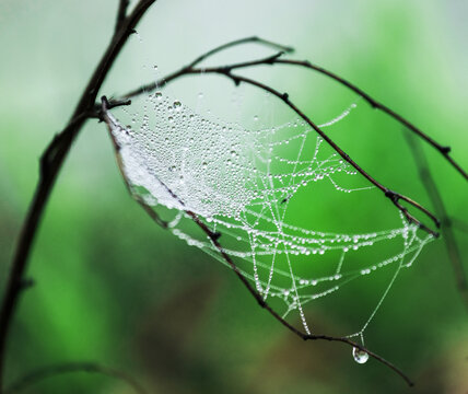 雨后蜘蛛网