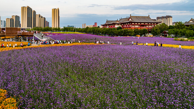 中国长春北湖花海景观