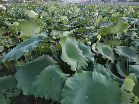 莲藕种植