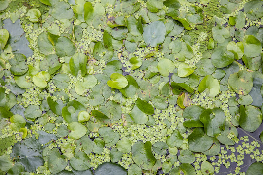 水生植物