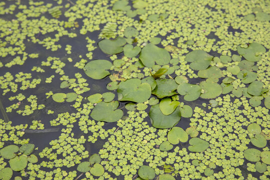 水生植物