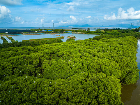 广东台山红树林鸟类自然保护区