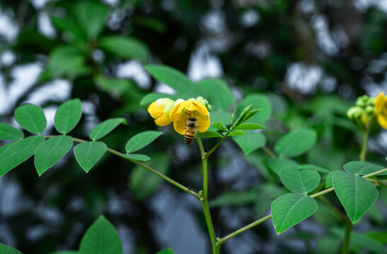 采蜜的蜜蜂