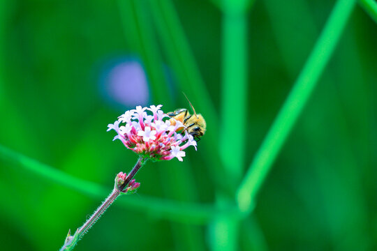 蜜蜂