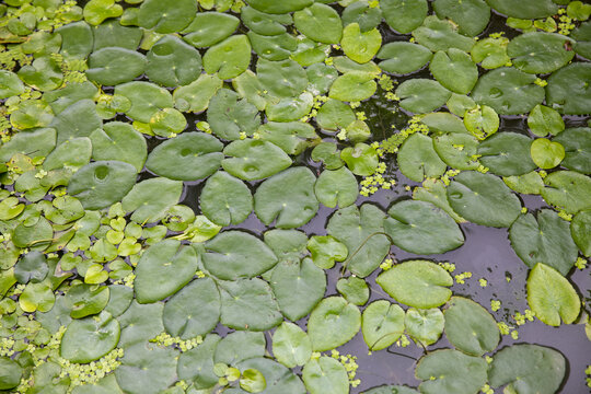 水生植物