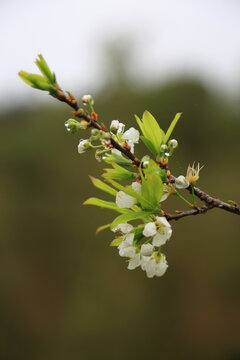 李子花