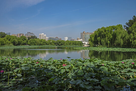 北京朝阳公园荷花湖