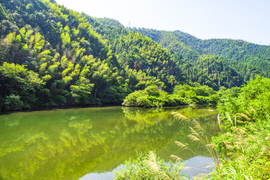 竹海竹林