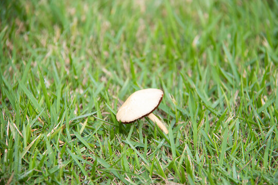 草地上的一只蘑菇