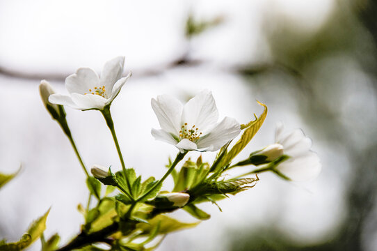 东京樱花