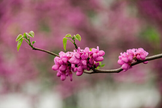 花卉