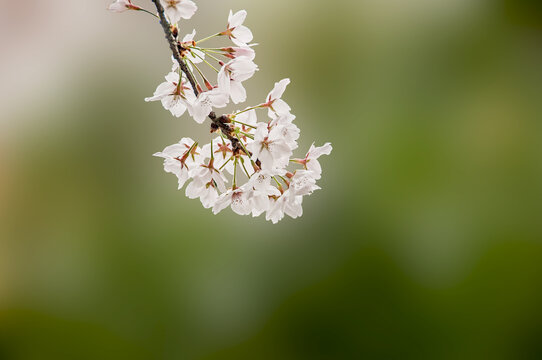 东京樱花