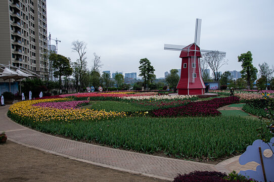 郁金香花海景观