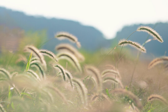 狗尾巴草