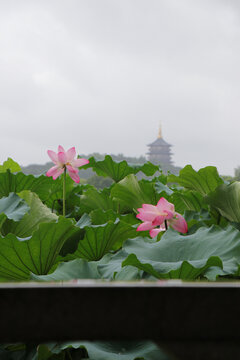 西湖荷花上的雷峰塔