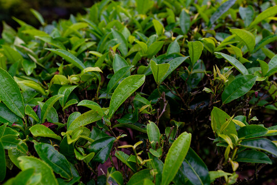 雨后茶叶